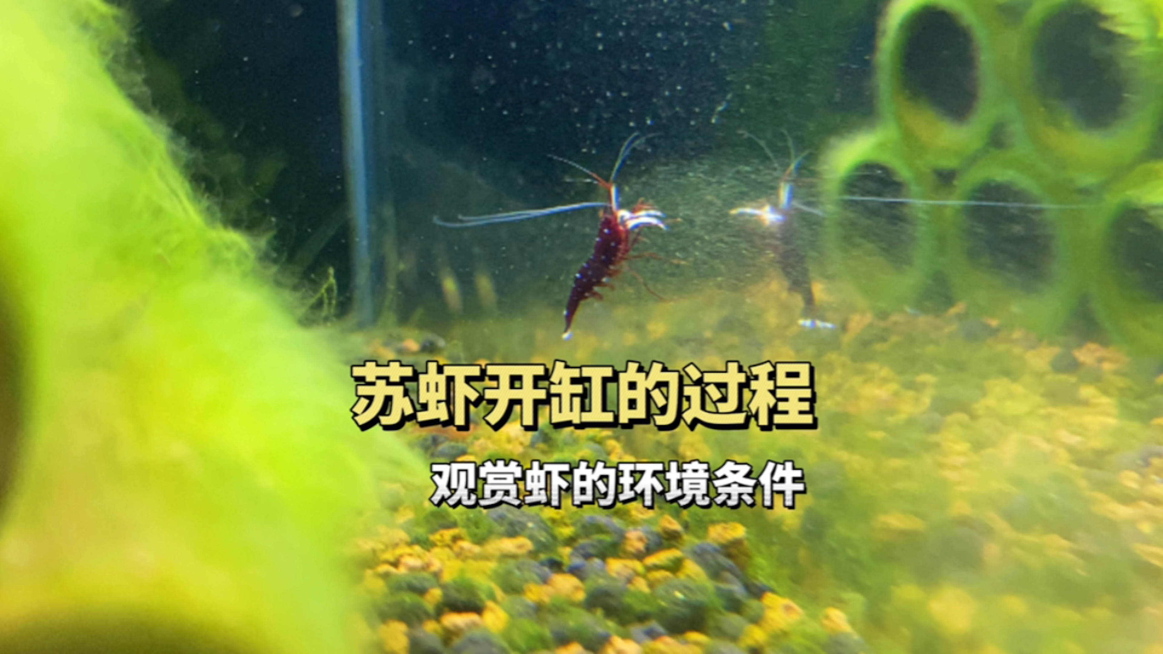 饲养苏虾白袜开缸的方法,观赏虾的环境条件