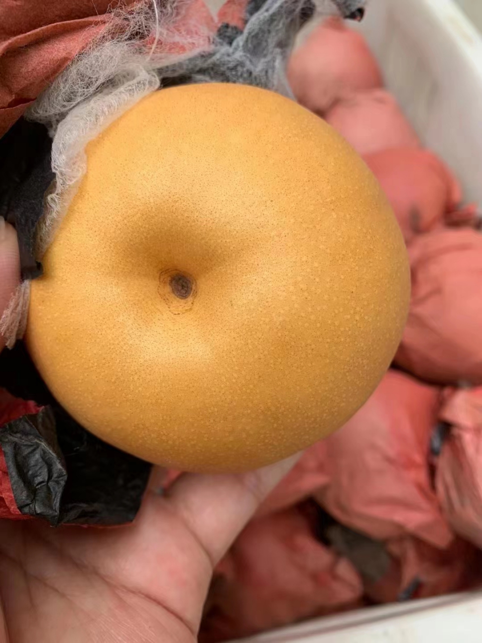 98小秋月圆黄梨,香香的好吃9577157715