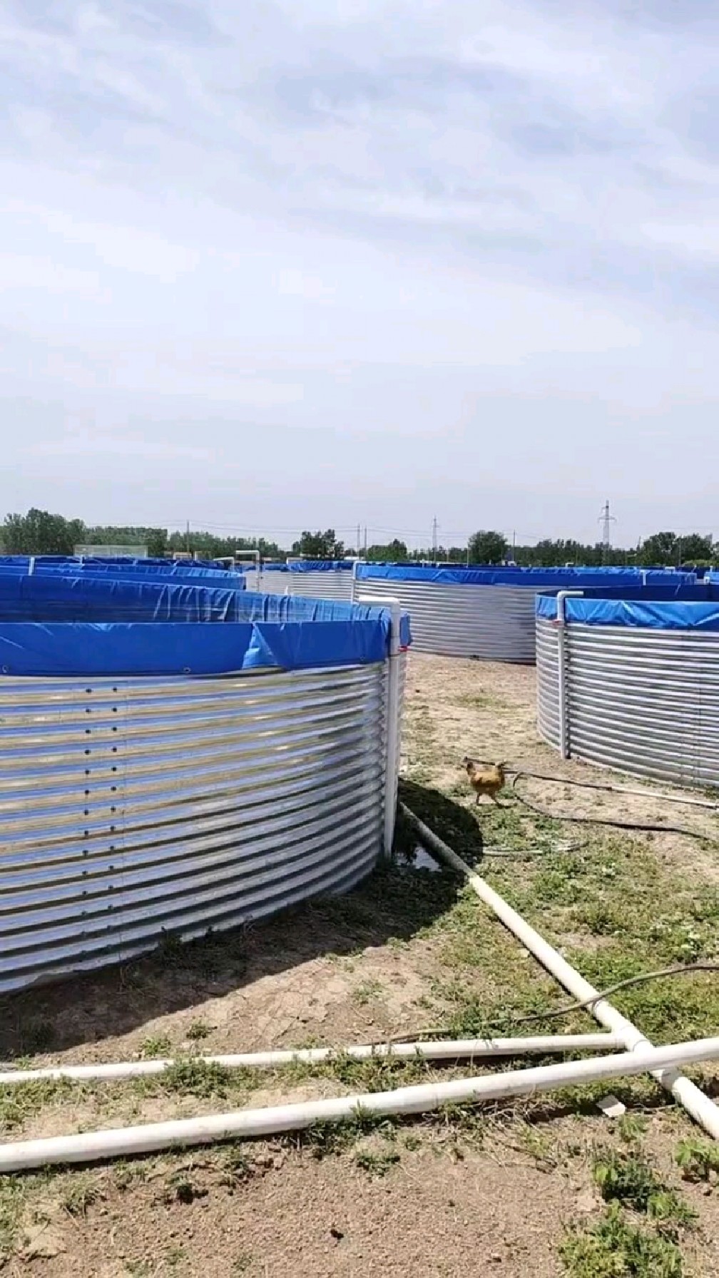 镀锌板帆布鱼池定制#黄骨鱼养殖#鲫鱼养殖-度小视