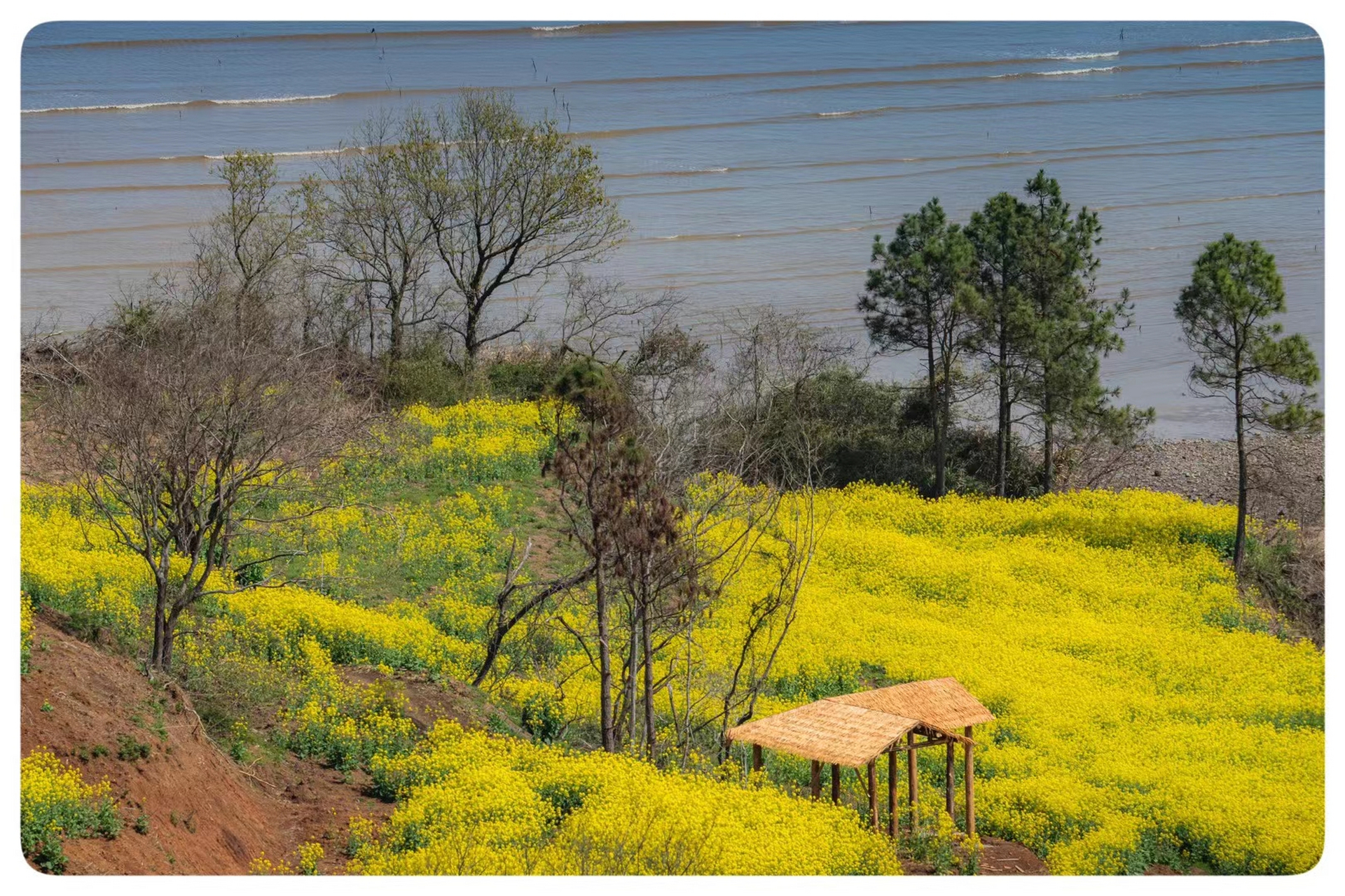 象山油菜花基地图片