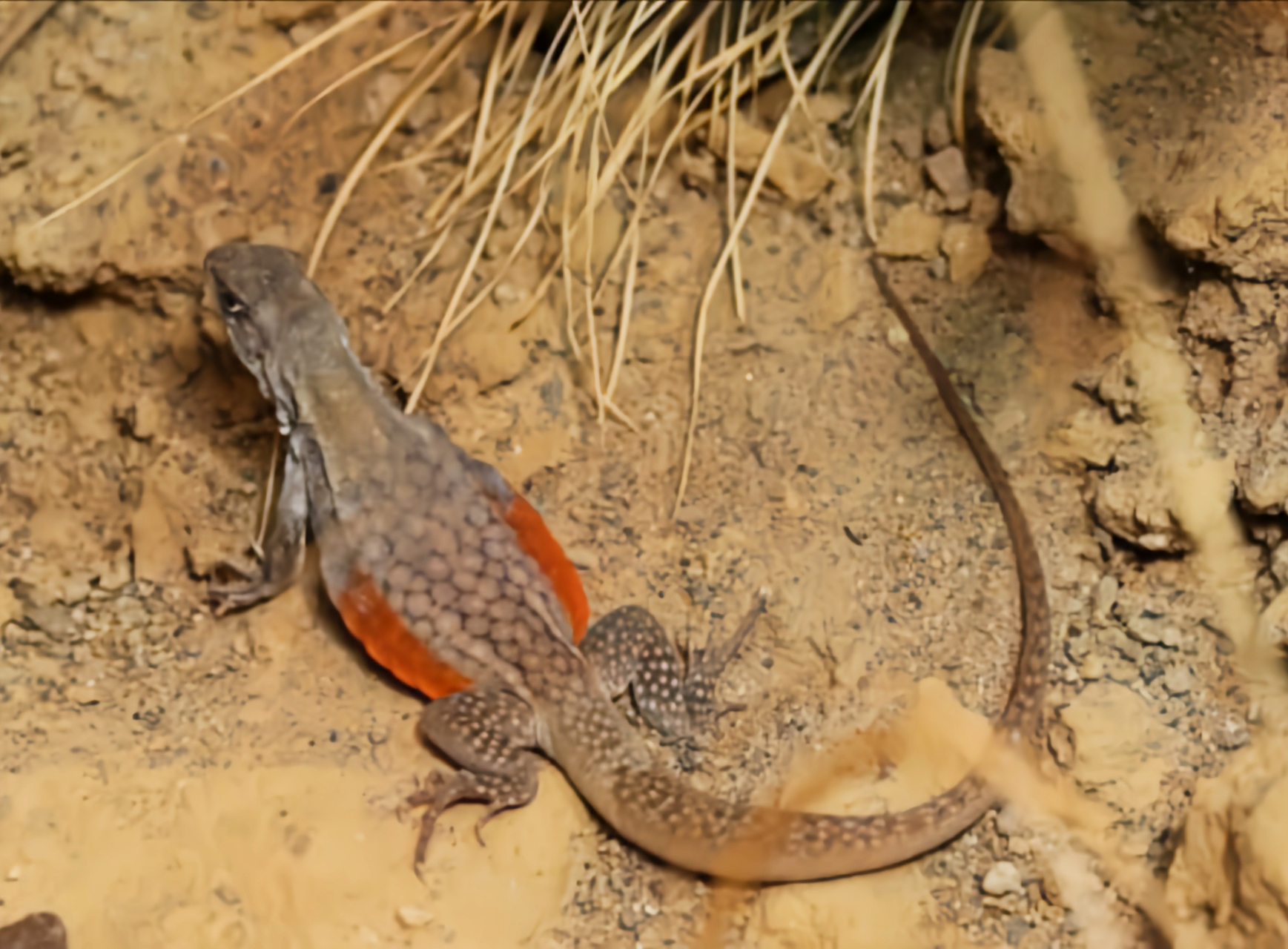 每天认识一种动物——蝴蝶蜥 蝴蝶蜥别名沙龙,坡龙,南滑晰,原产于亚洲