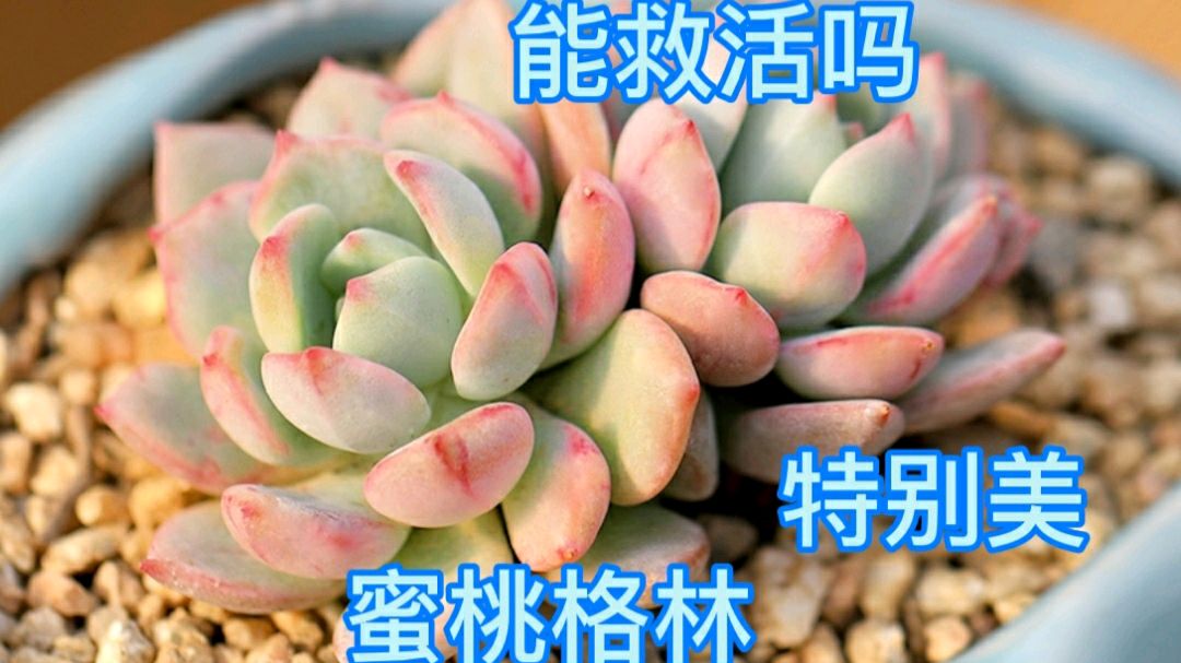 颜值担当的多肉蜜桃格林黑腐掉叶,晾根后重新上盆,能救活吗?