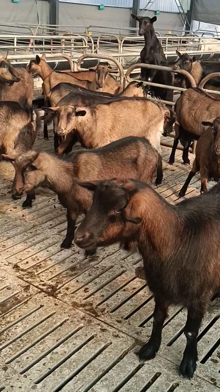 黑鹿奶山羊图片