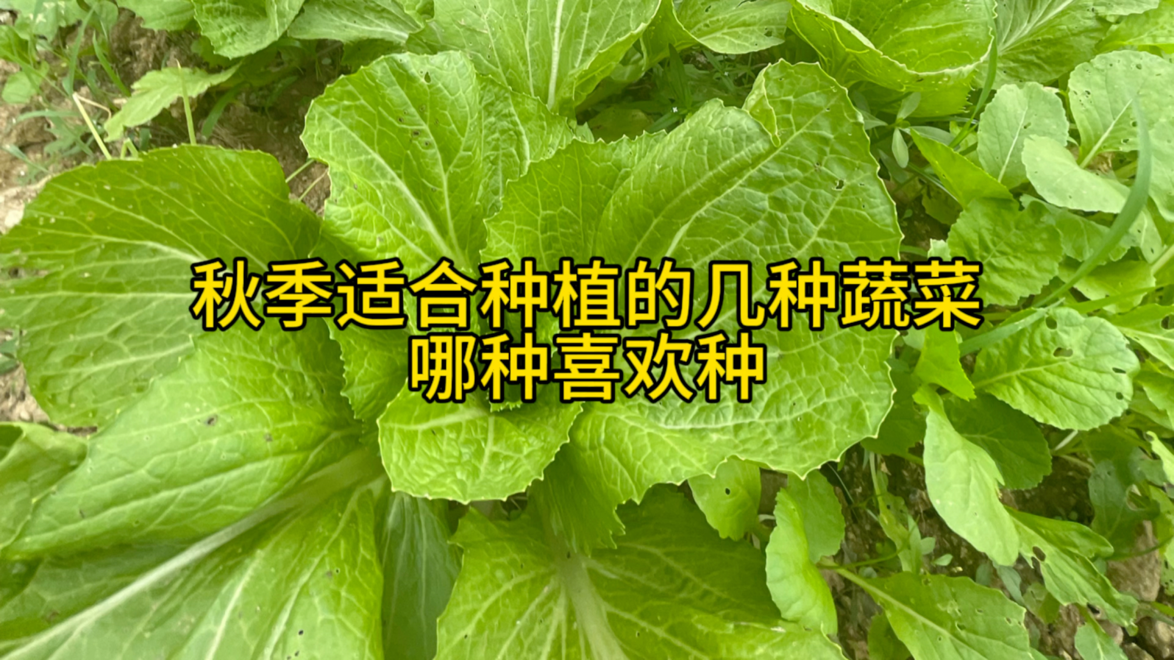秋季有几种蔬菜受欢迎种起来简单好管理,有没合适你的?