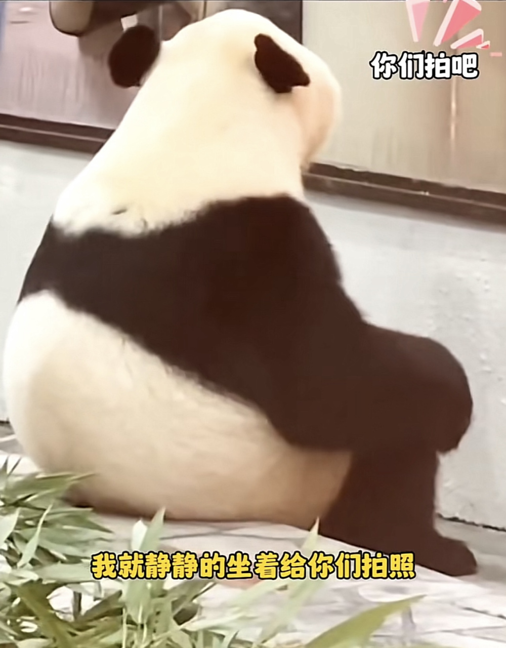 像不像村口坐着的二大爷[偷笑]