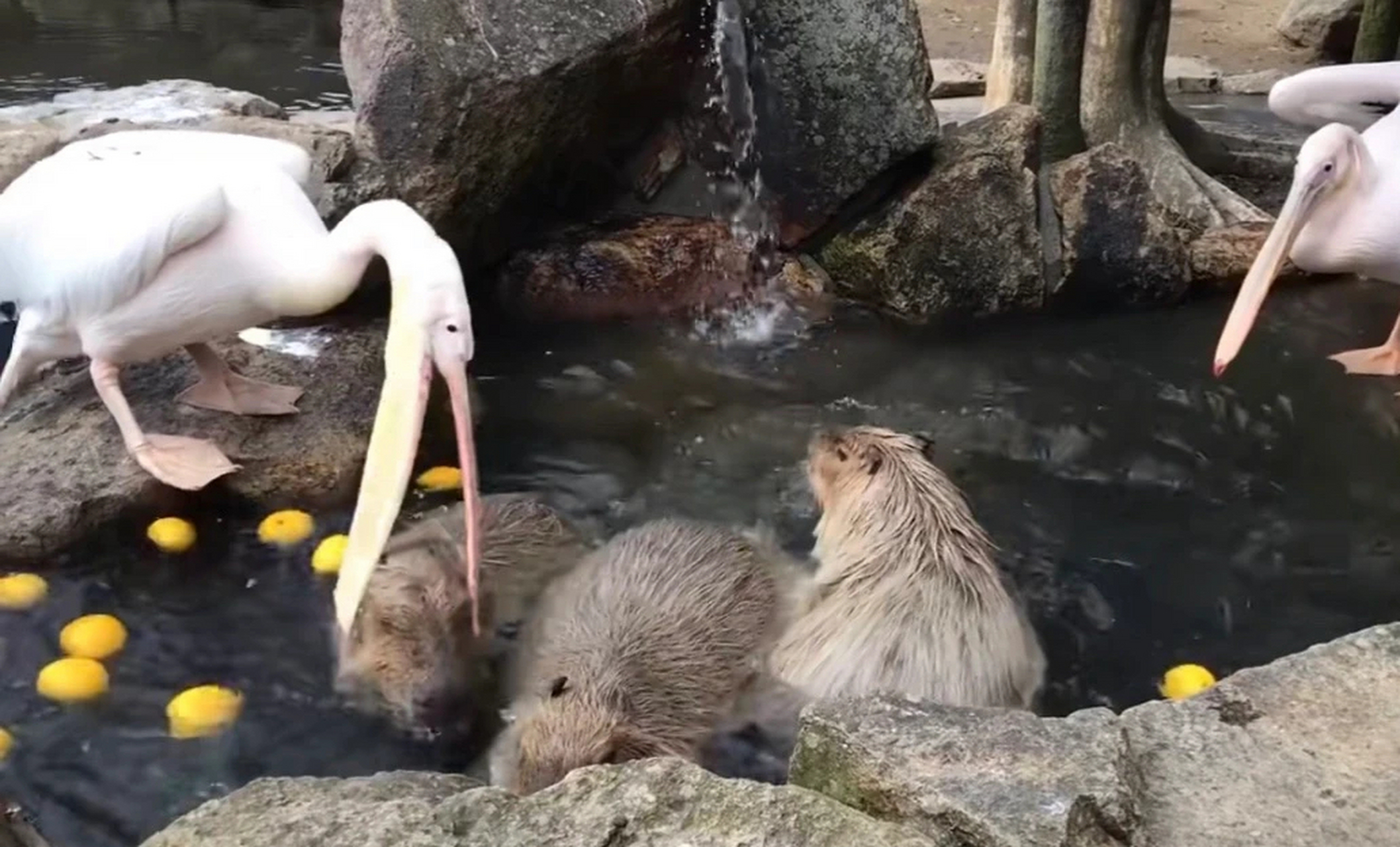 水豚:讨厌没有边界感的鹈鹕,你要是不吃你就别夹啊