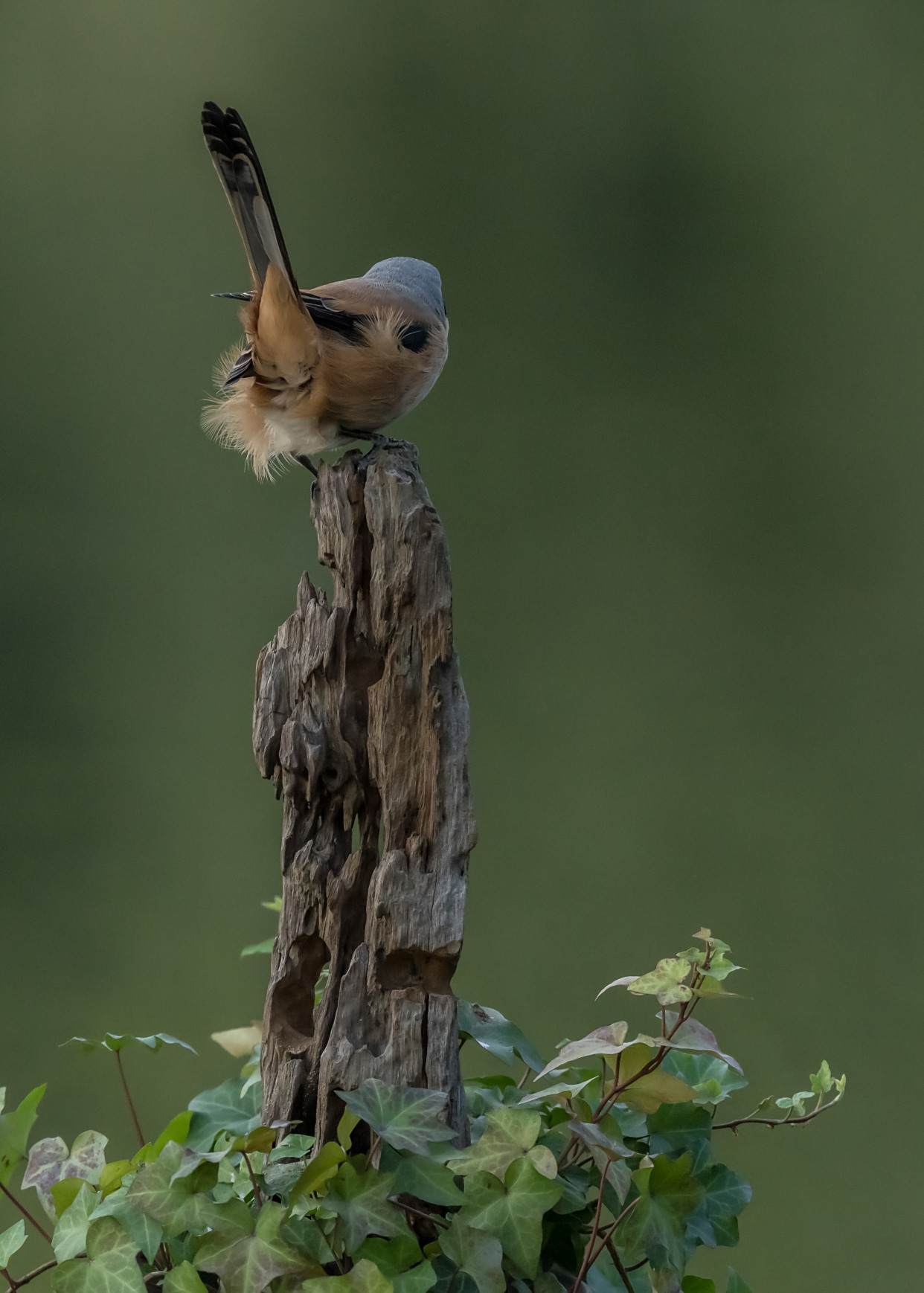 鸟中之王伯劳鸟,勇攀一柱擎天