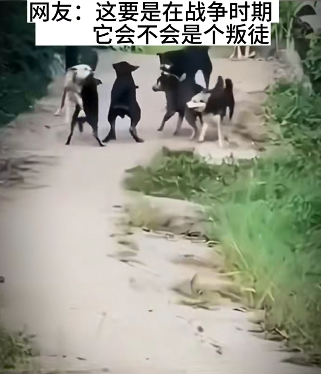 一群狗子正在打架,其中一只狗子竟然直接跑了,哈哈哈,它还挺聪明的!