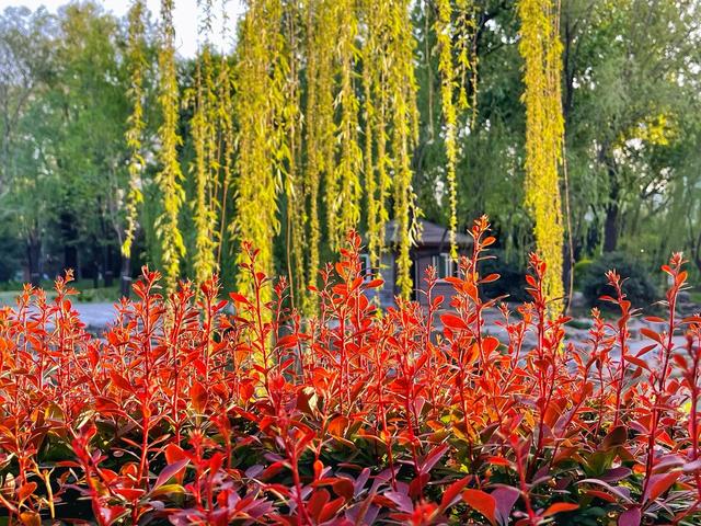 那样芬芳全集