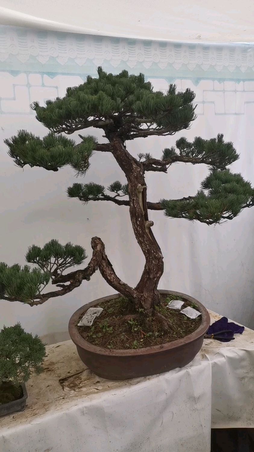 日本大阪松盆景