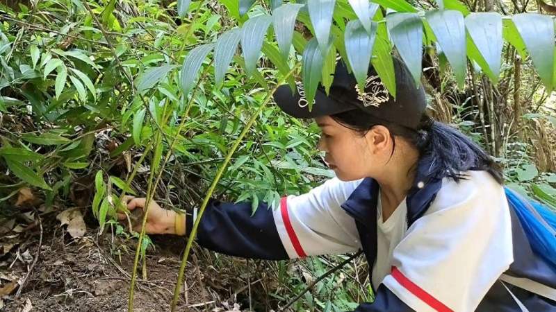 大山稀有的珍贵植物,野生黄精,市场价格卖到200元一斤,三农,农村户外,好看视频