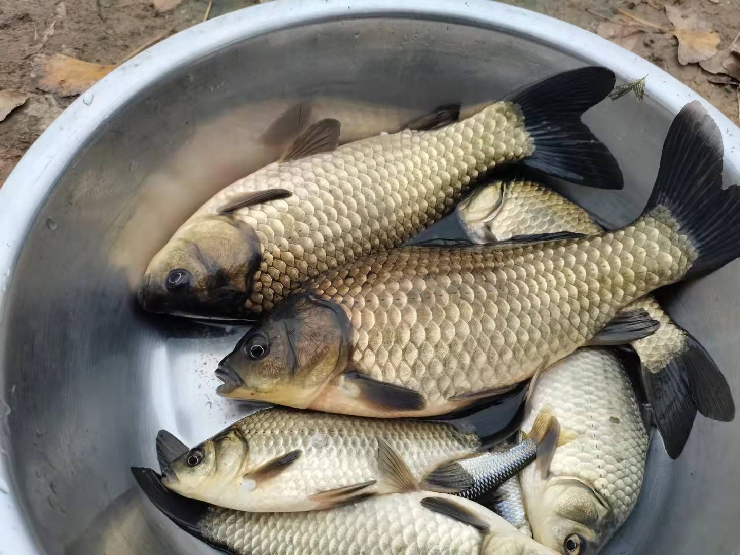 "白露"过后钓鲫鱼,做好这四点,鱼获少不了