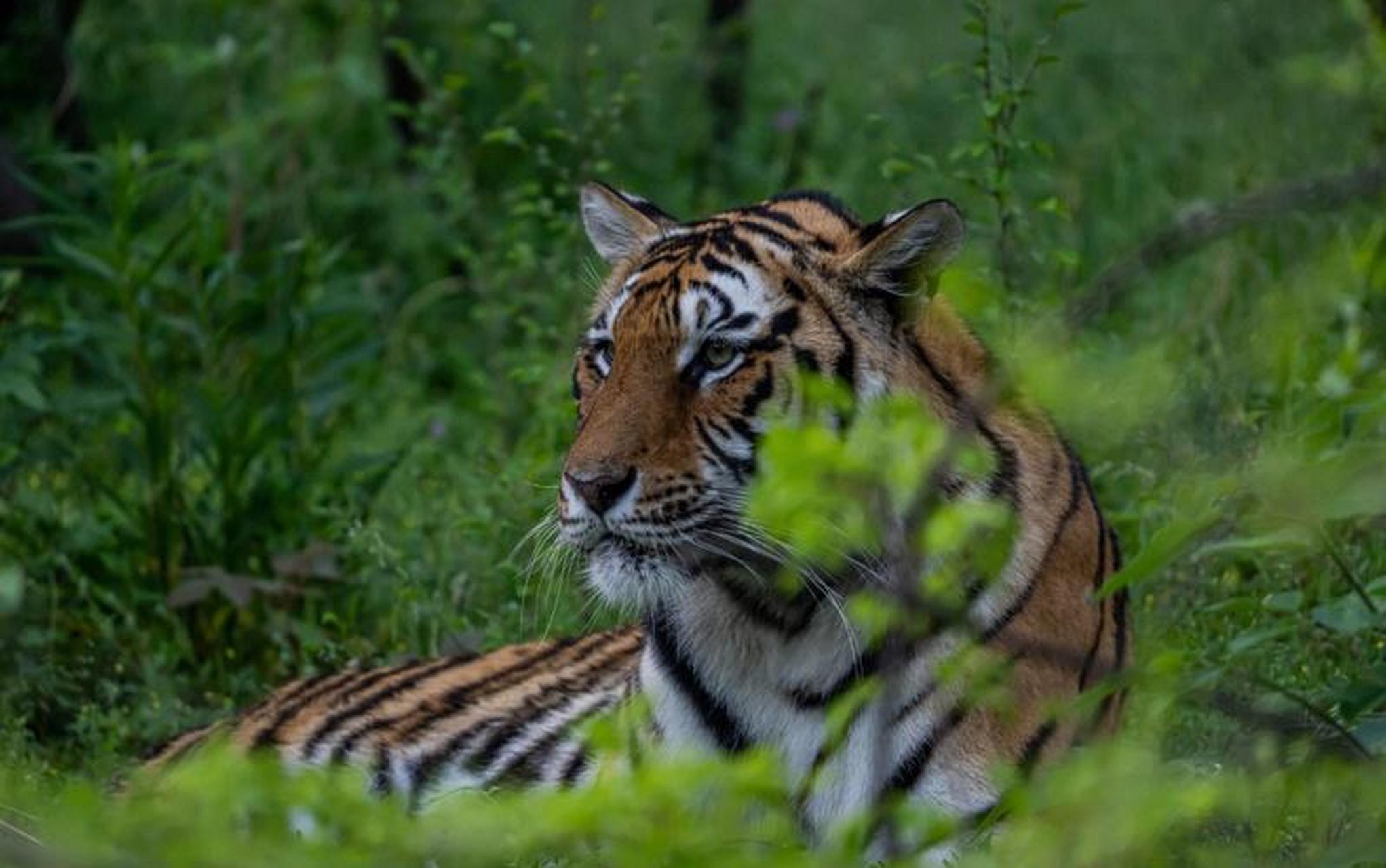 一天,猴子,作为森林里的代表,召集所有动物开会.