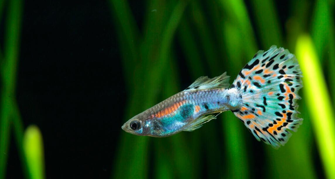 孔雀鱼水浑浊怎么办,简单方法10分钟变清!