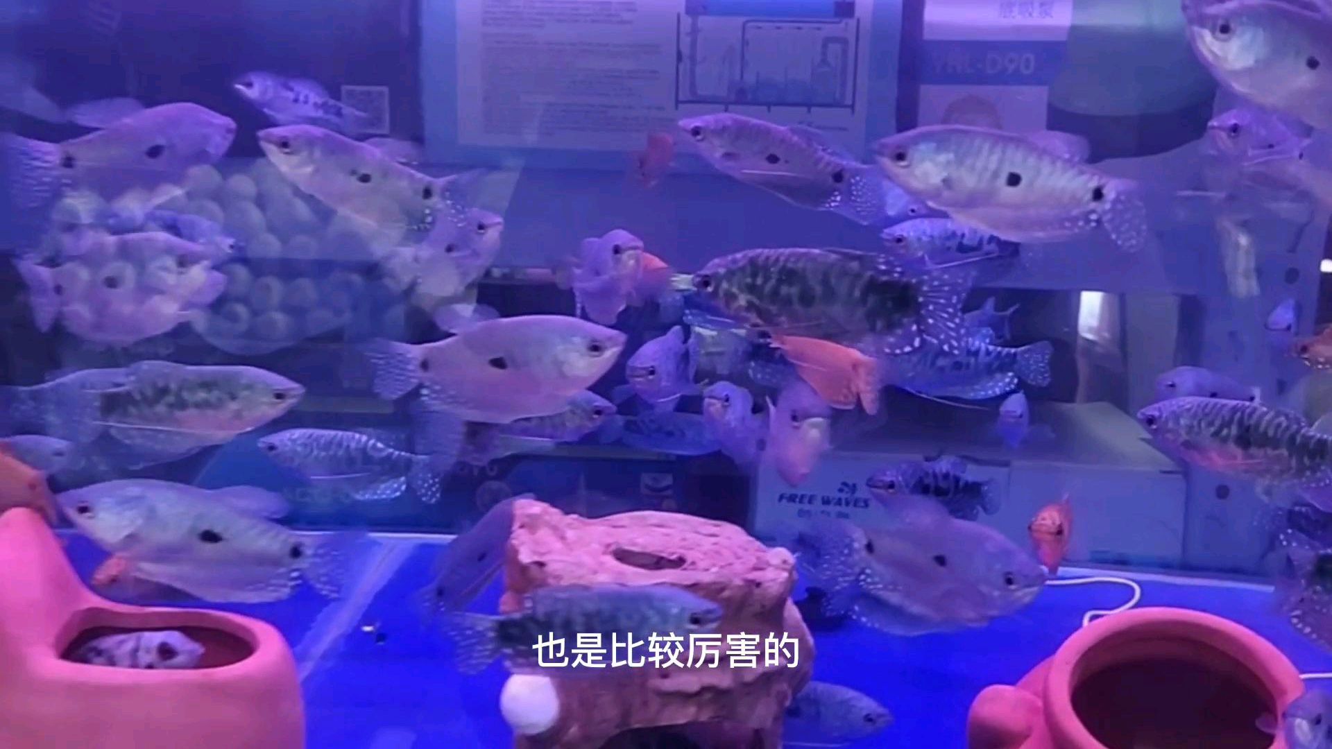 小型热带鱼混养有讲究!不要被不良商家欺骗