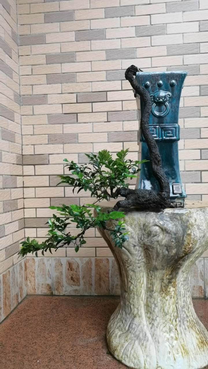 悬崖造型根艺黑骨茶盆景