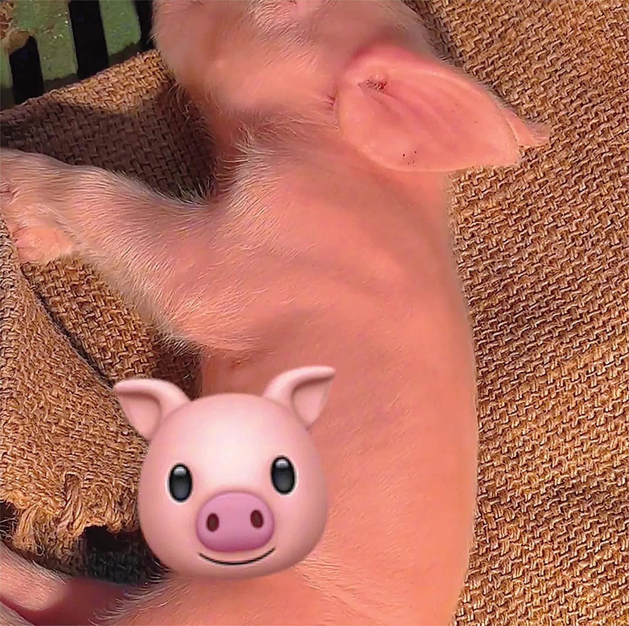 小猪睡觉时听到歌声,耳朵就不自觉的动一动,网友:小猪也爱听歌