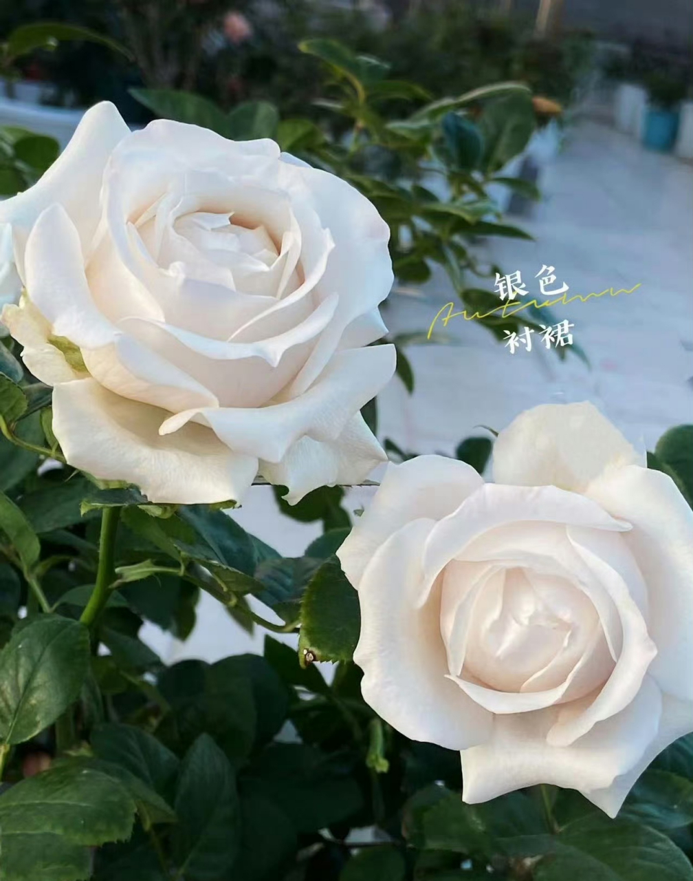 看到有人这样形容【银色衬裙】这款月季——复古报纸的做旧感.