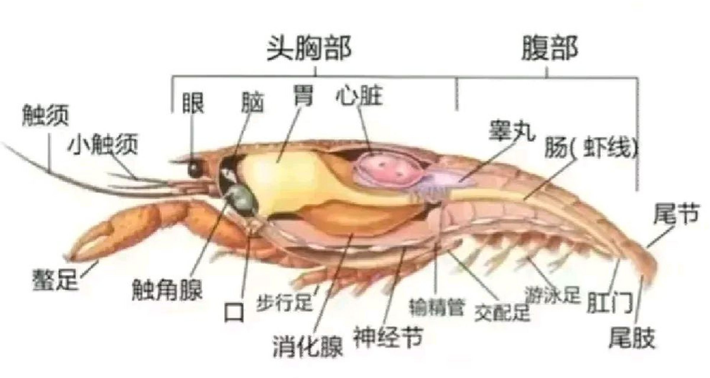 小龙虾部位结构图,你喜欢吃哪个部位? 看完,我啥都不想吃了.[捂脸]