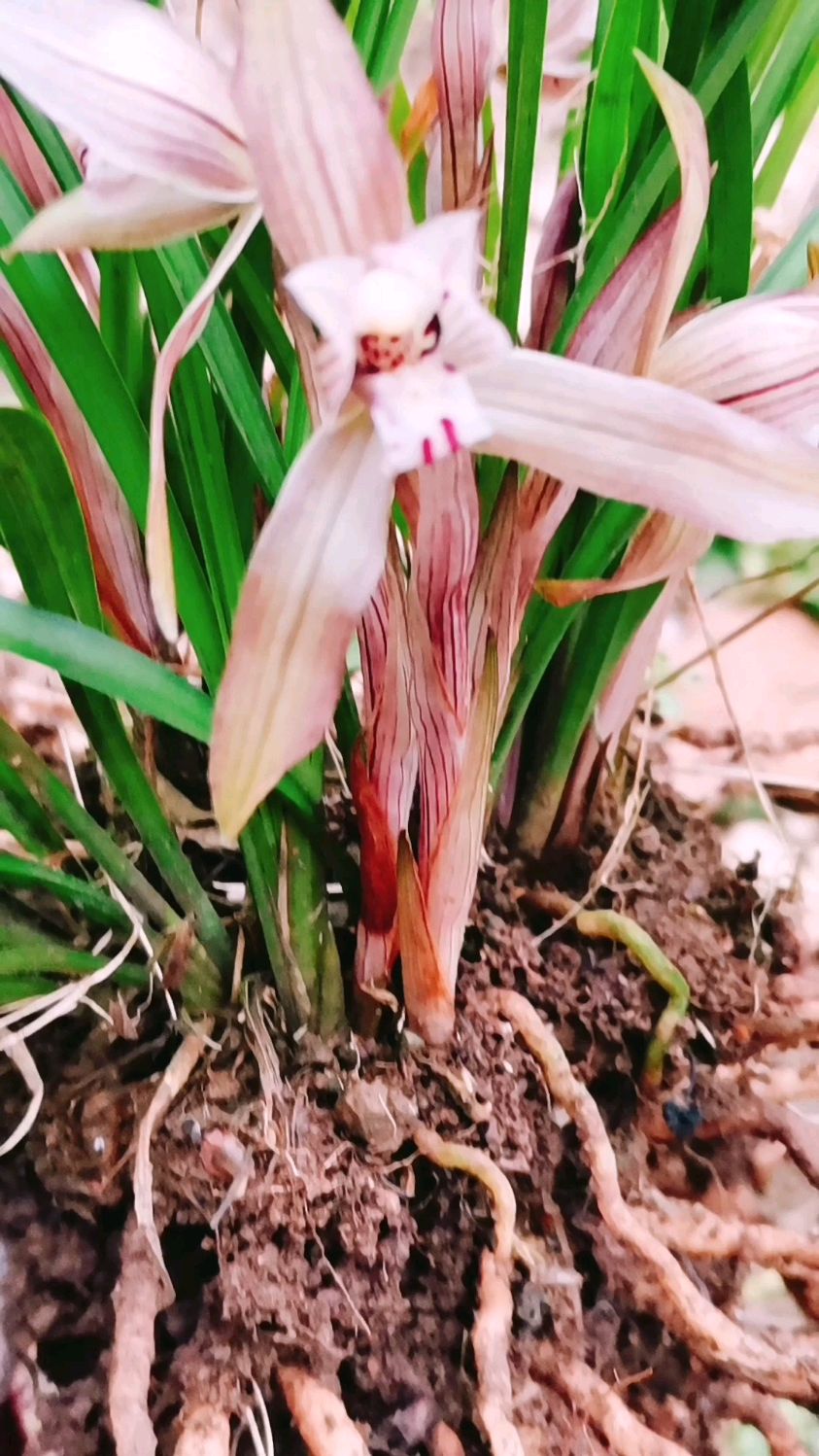 山上发现一株野生"春兰",花开正旺,美死了!