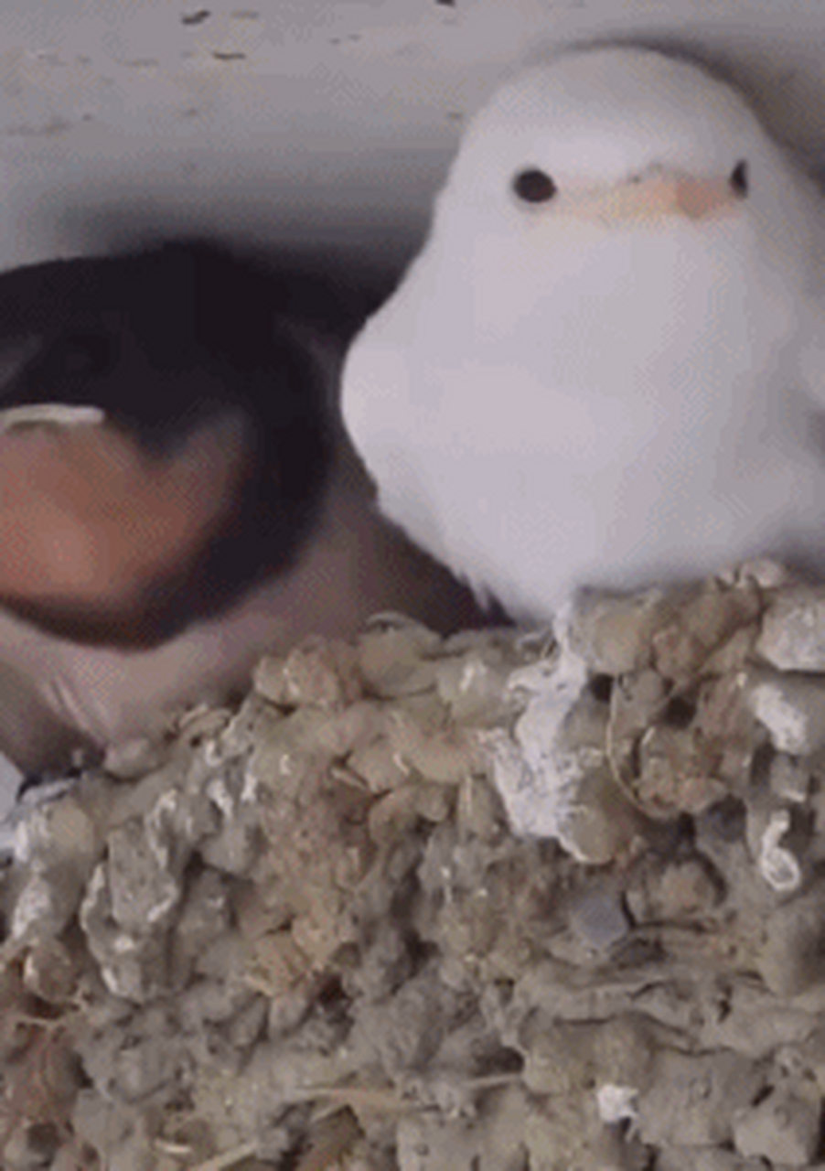 燕子宝宝～咦?怎么还有只白色的?  #搞笑# #幽默# #奇闻趣事