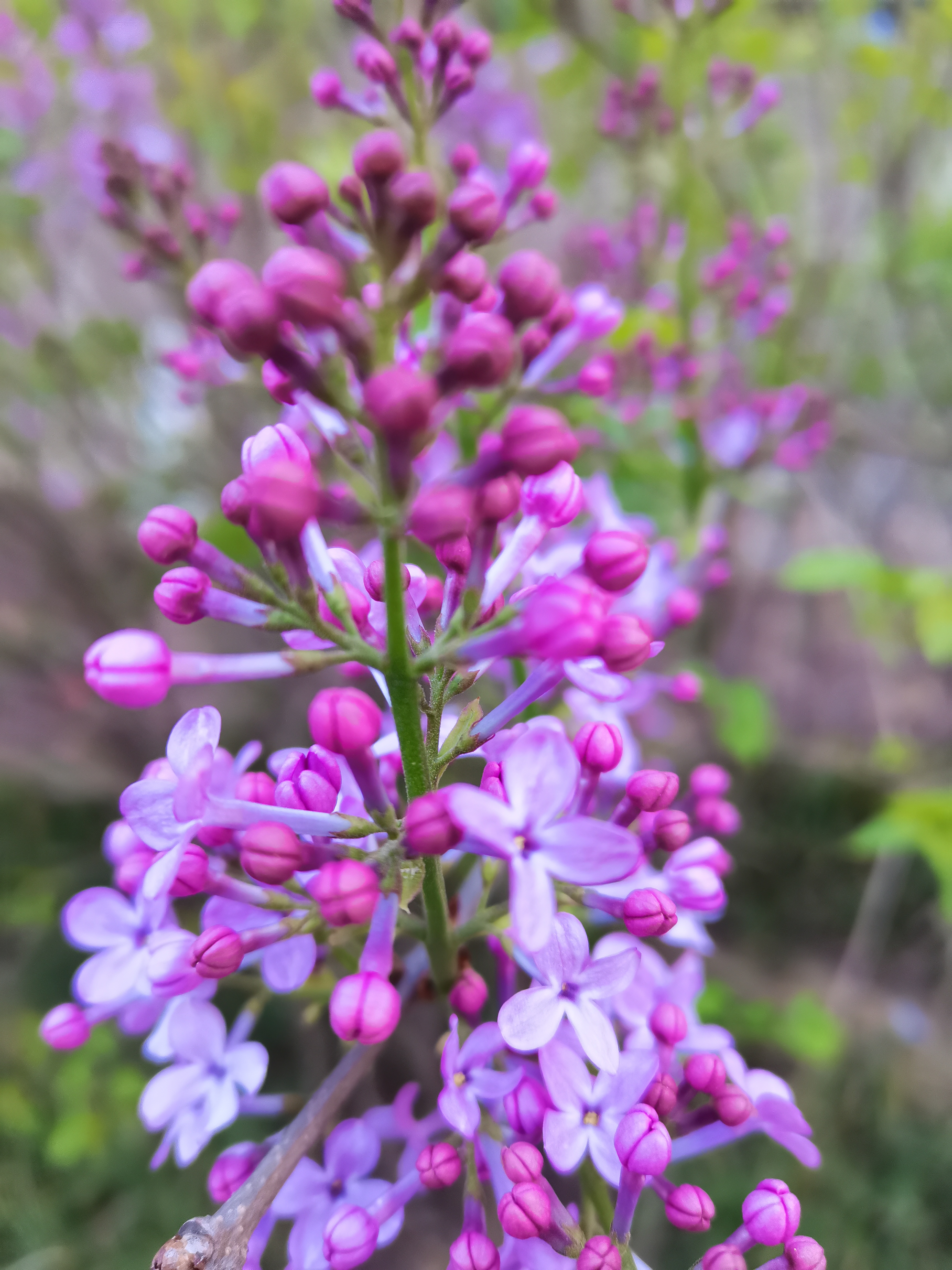 紫色山茶花的花语图片