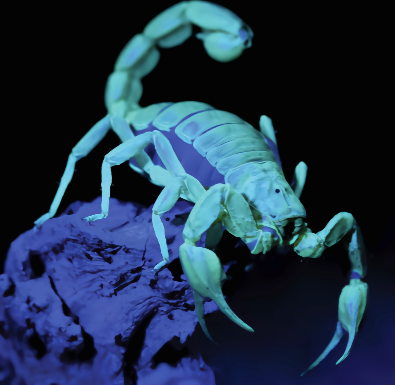 每天认识一种动物——荧光蝎 荧光蝎别名巴斯卡蝎,是蝎目,钳蝎科