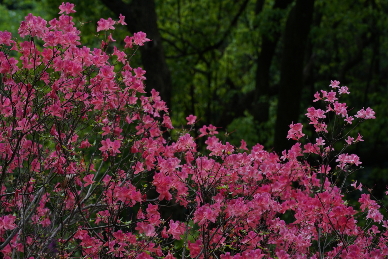 杭州临平公园杜鹃园杜鹃花于每年清明左右盛开,美不胜收
