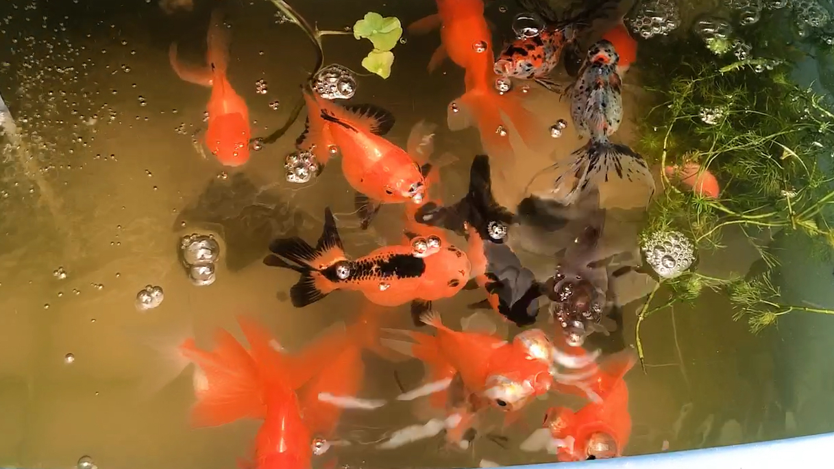 绿水青苔阳光空气都是金鱼喜欢的,在室外金鱼的状态越来越好了