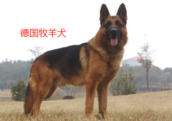 不掉毛的中型犬有什么