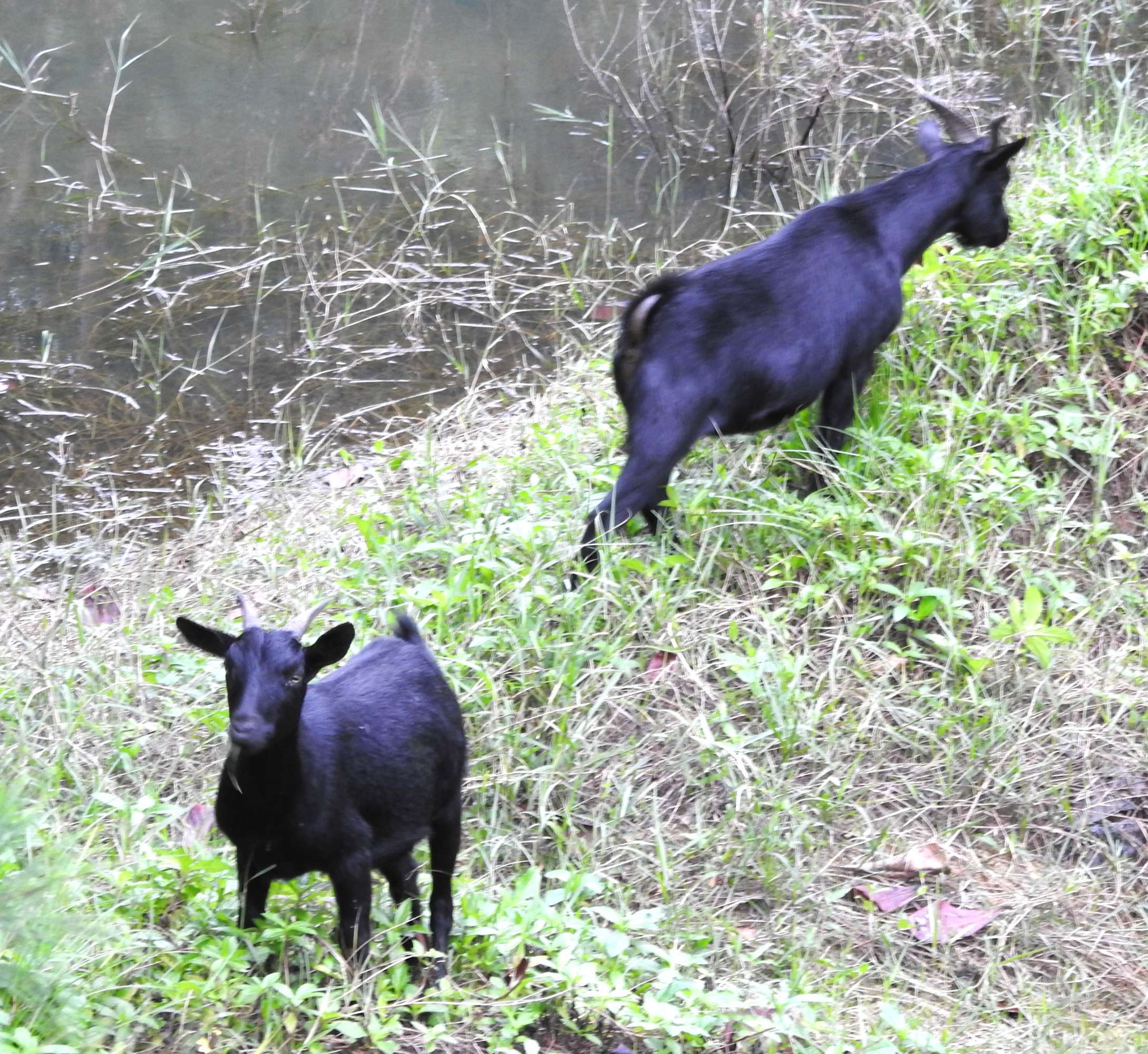 海南岛的黑山羊