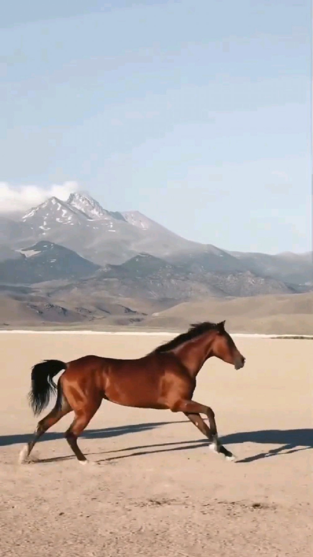 千里马常有,而伯乐不常有"汗血宝马""纯血马""宝马良驹"-度小视