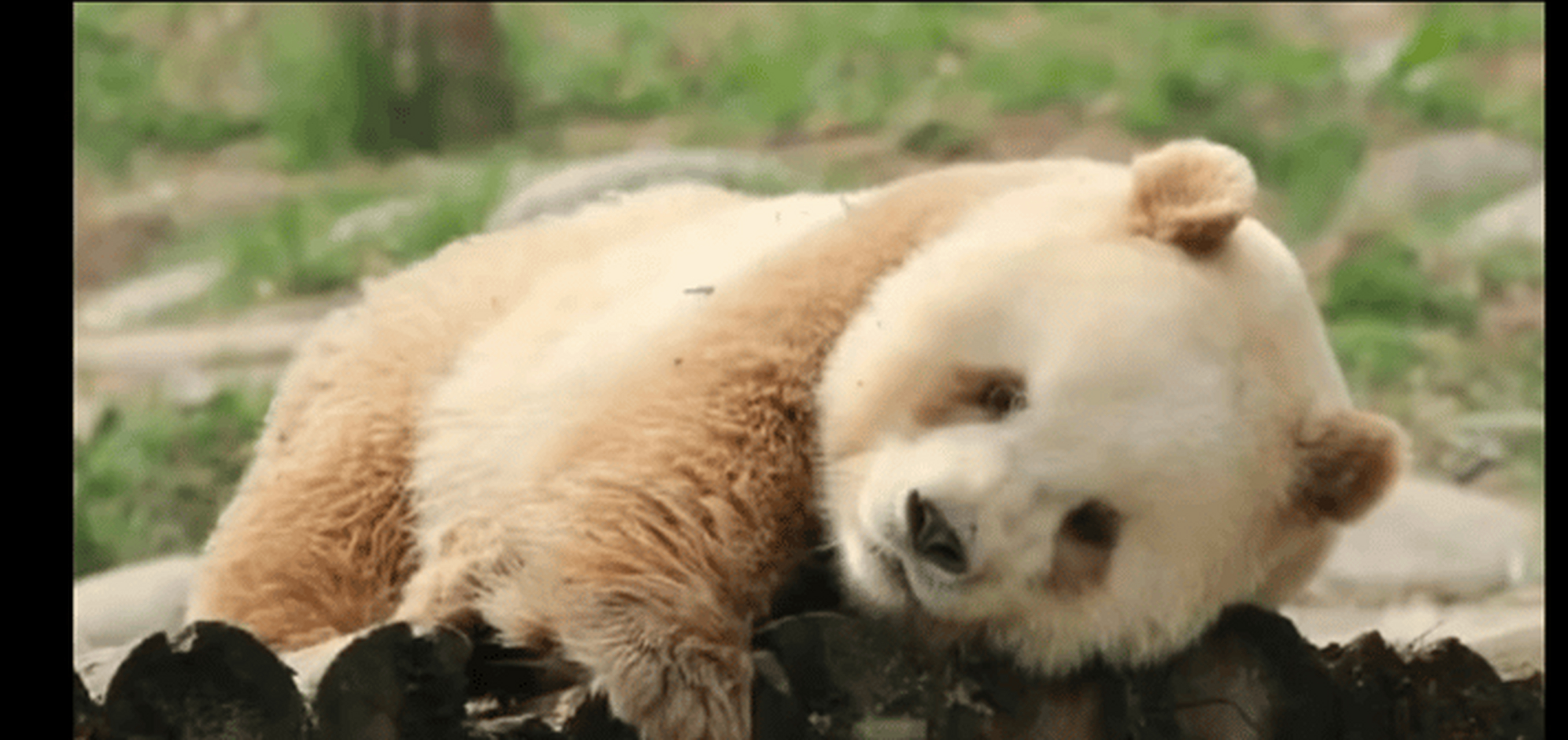 可爱的熊猫胖达# 94七仔小时候长得奶乎乎的,但是战斗力惊人[大笑]