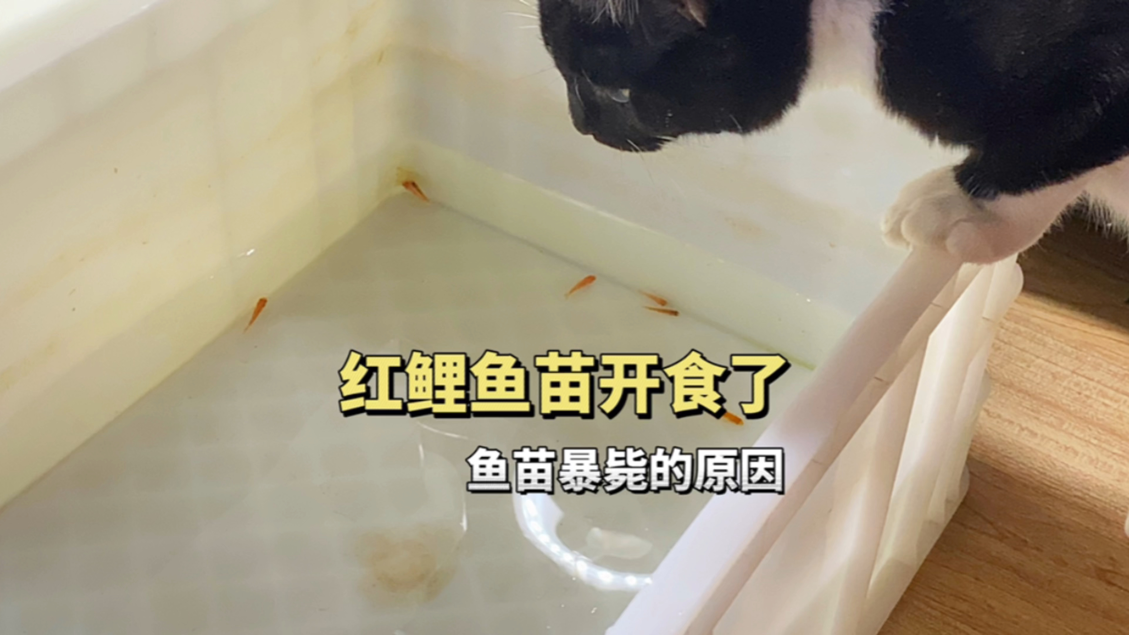 红鲤鱼苗开始吃东西了,鱼苗嗝屁的原因