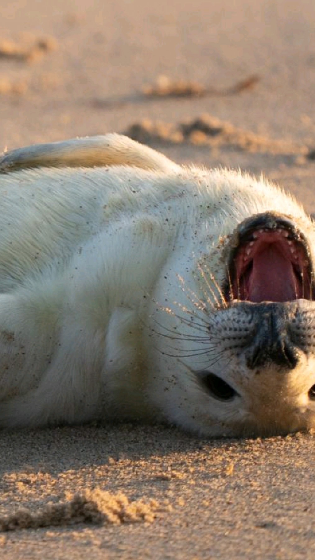 天气晴朗阳光明媚,沙滩上有一只萌萌的海狮幼崽,它时而躺着打滚,时而