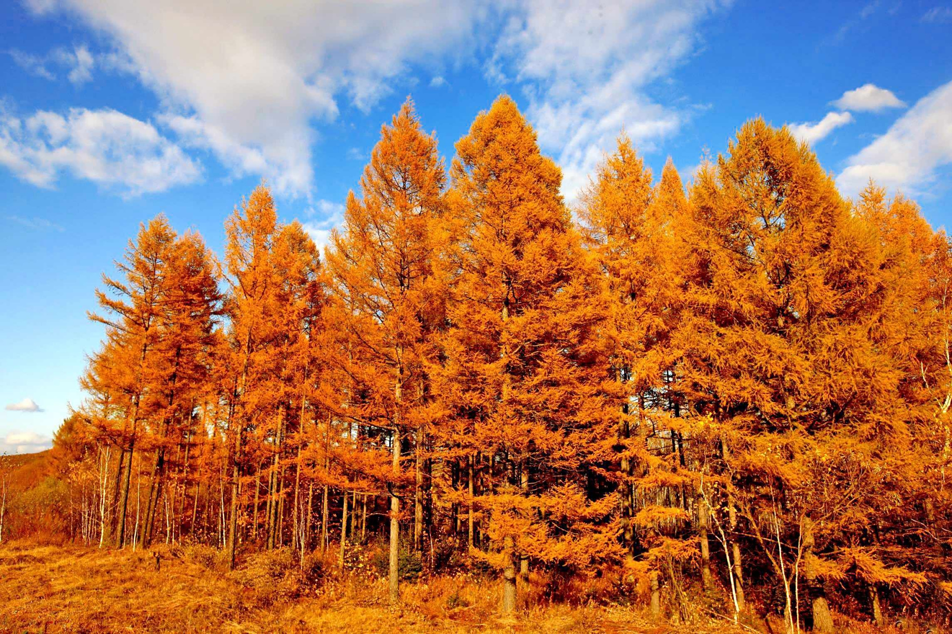 大美中国:小兴安岭的黄花落叶松与碧蓝的天空