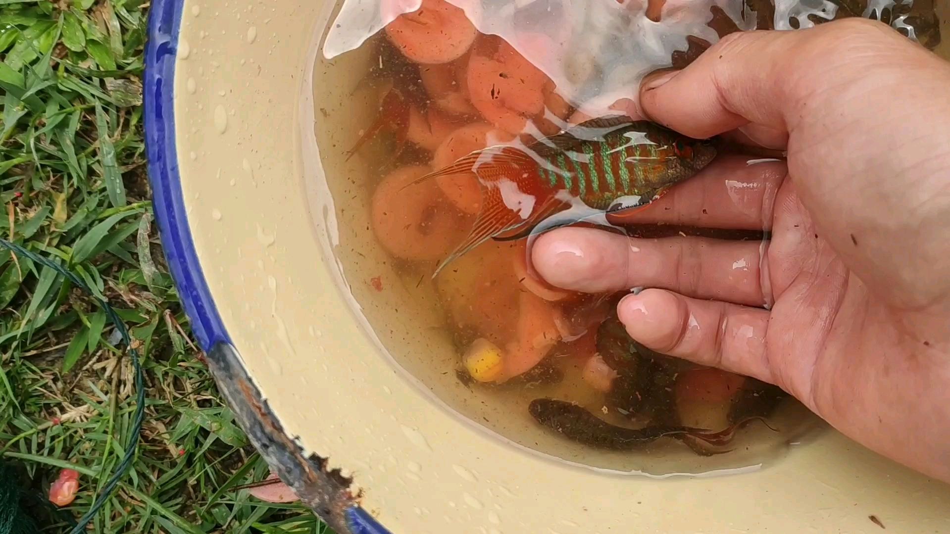 很久没去的荒塘,今天去放地笼,抓了有好几十条斗鱼,大赚了