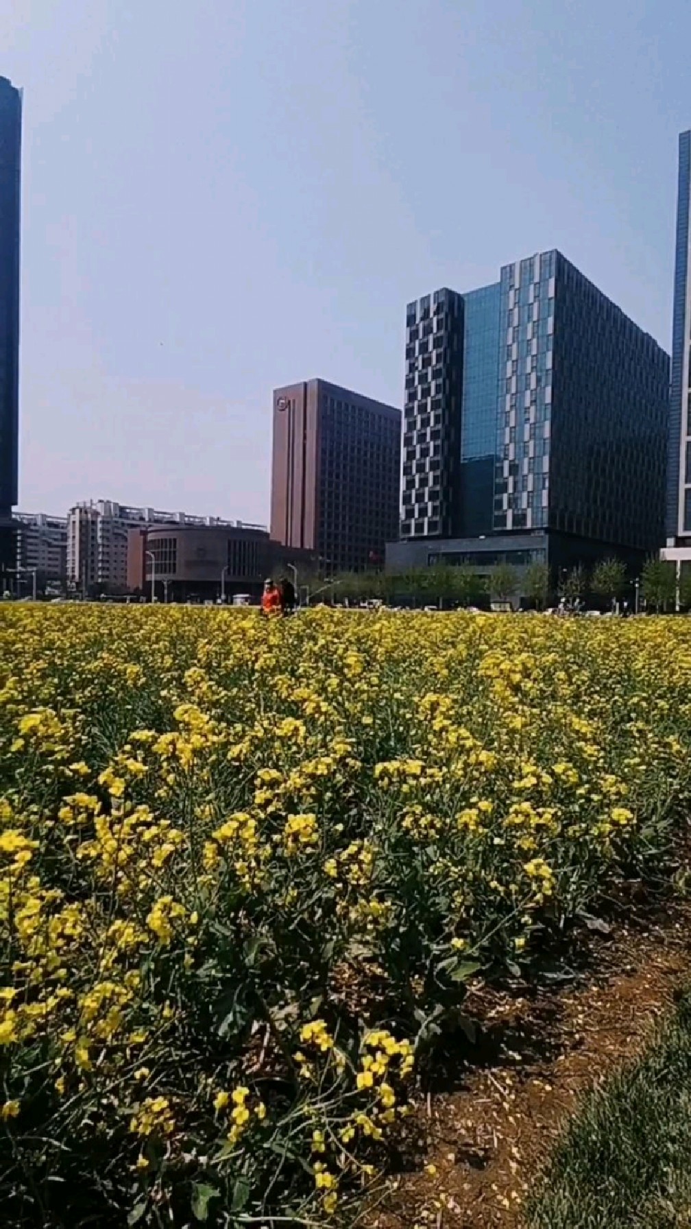 泰达城市公园油菜花图片