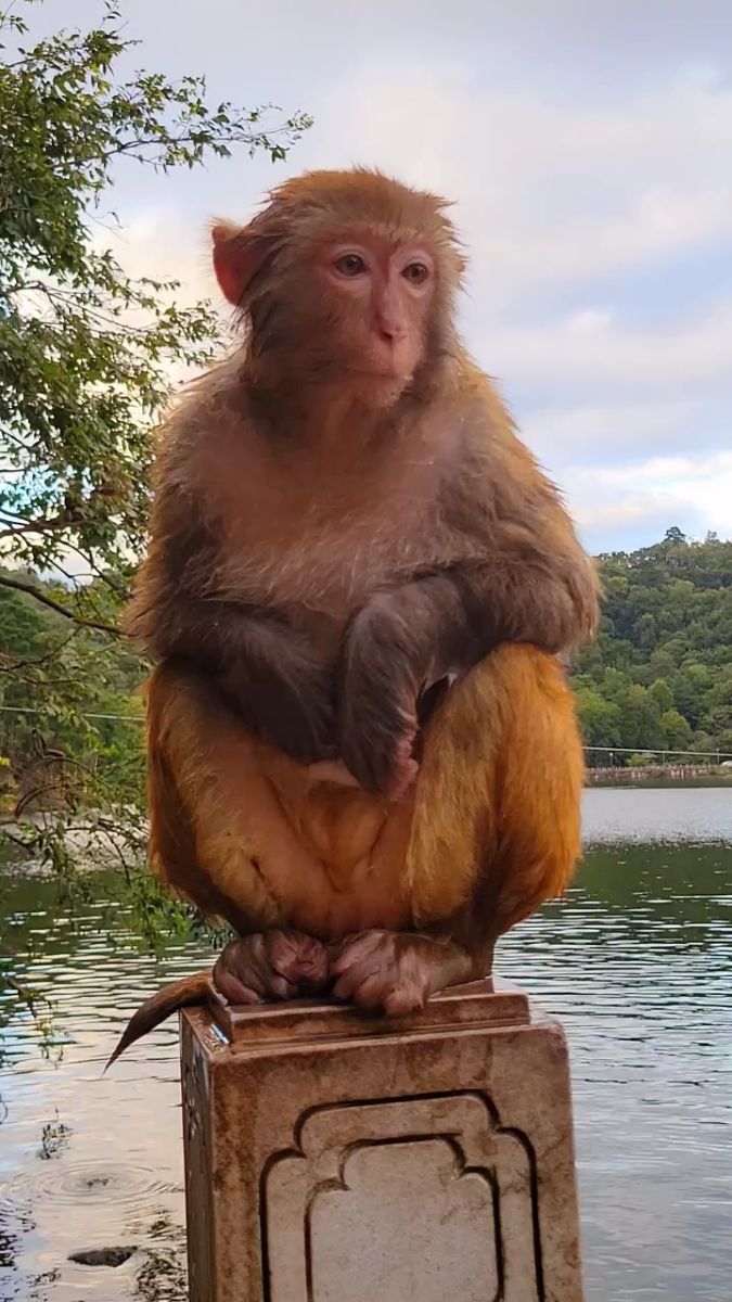 刚洗完澡的小猴子,高兴的挠痒痒.
