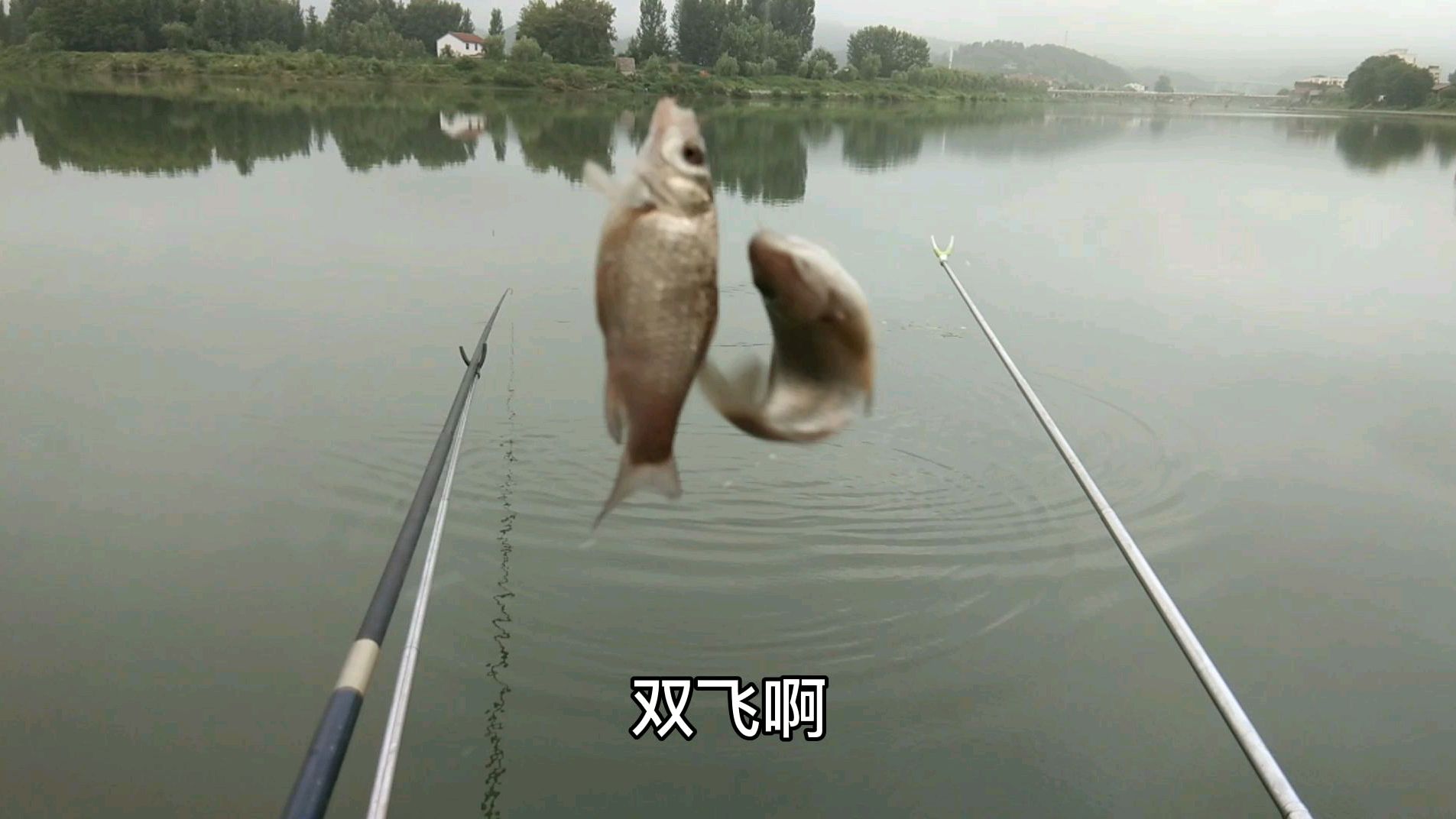 早上河边钓鱼,鲫鱼连杆双飞,钓的那叫一个爽
