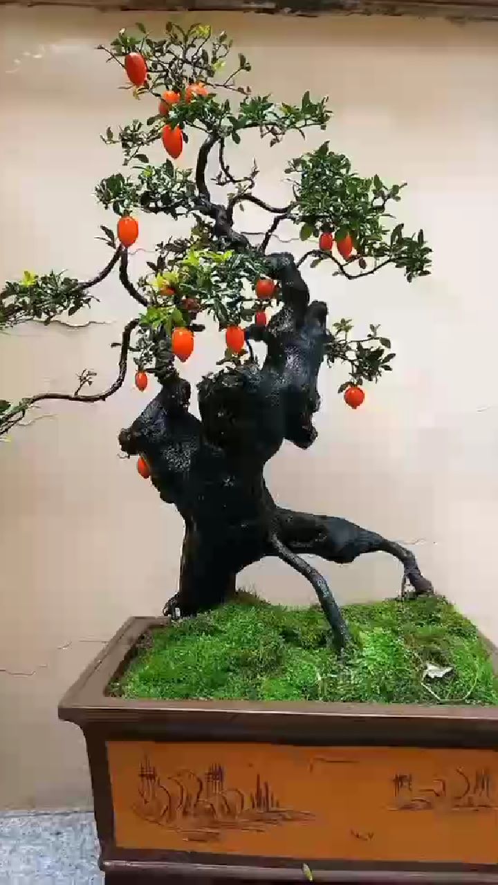 一棵小叶四季果金弹子盆景