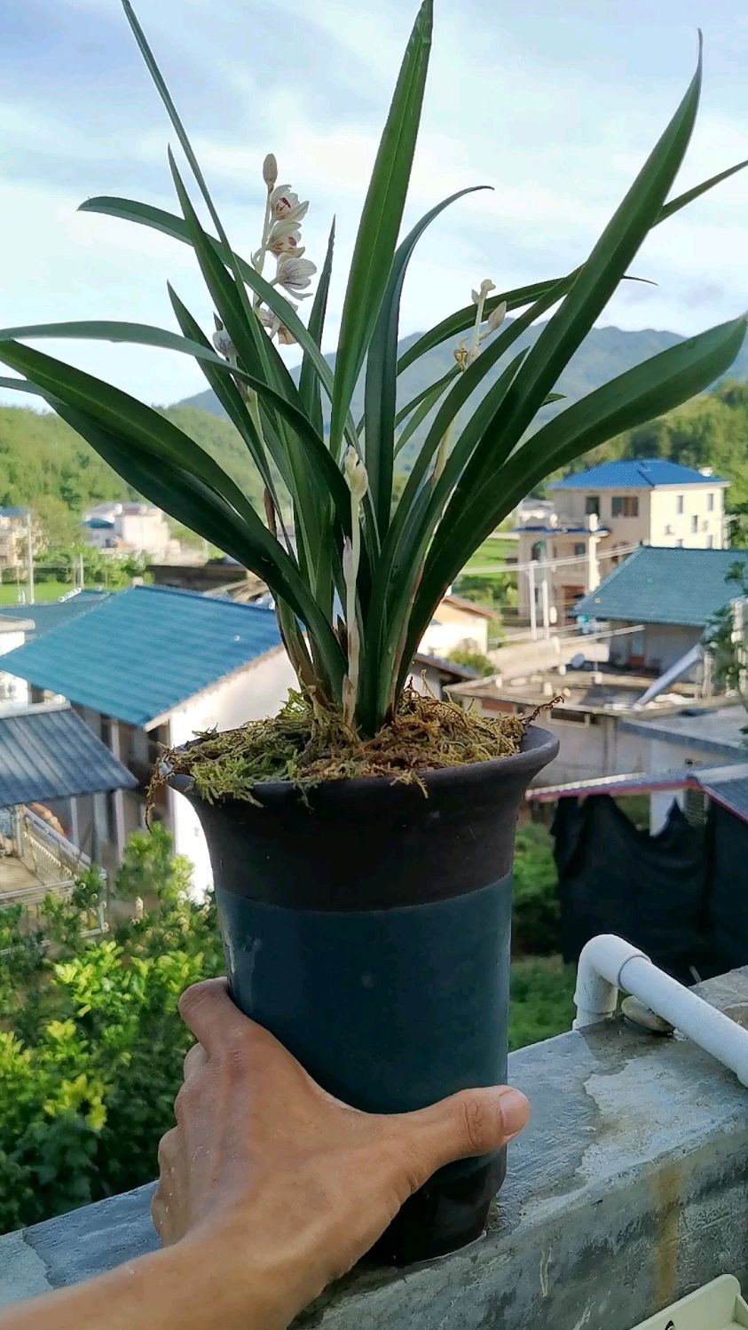 建兰七彩玲珑开花了,你喜欢吗?