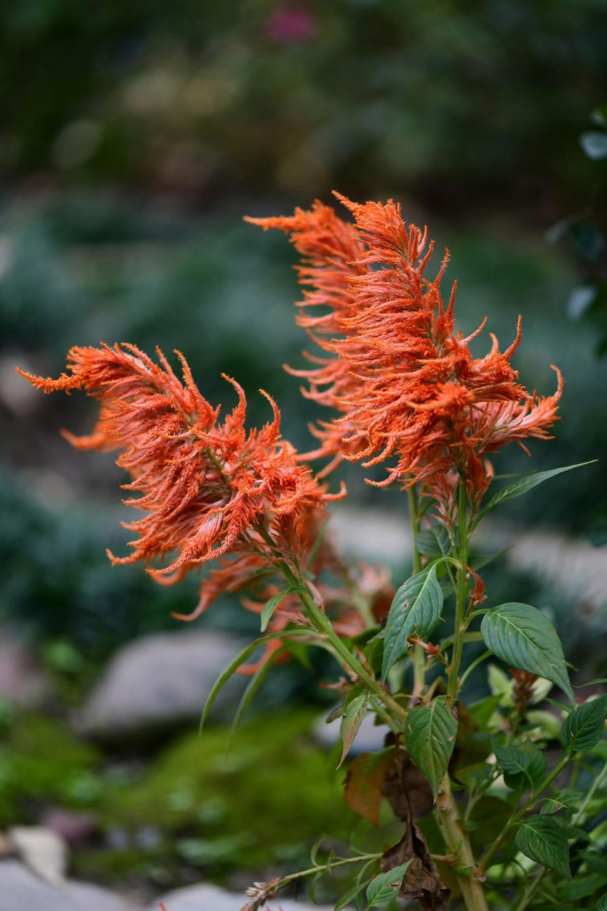 野花知多少:风采非凡的苋菜花 这么漂亮又有风采的野苋菜花还是头一回