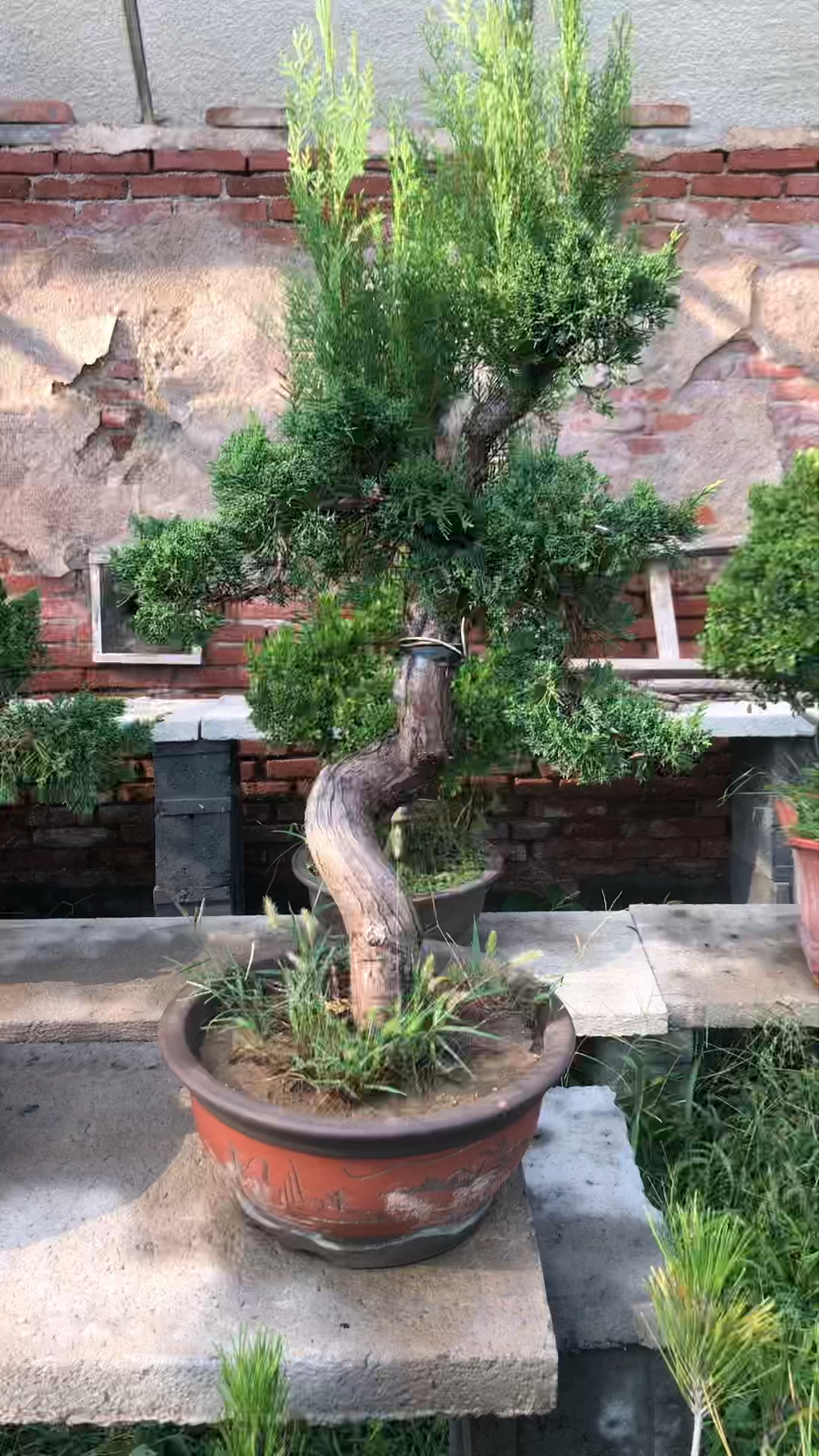 地栽造型侧柏嫁接的纪州真柏盆景