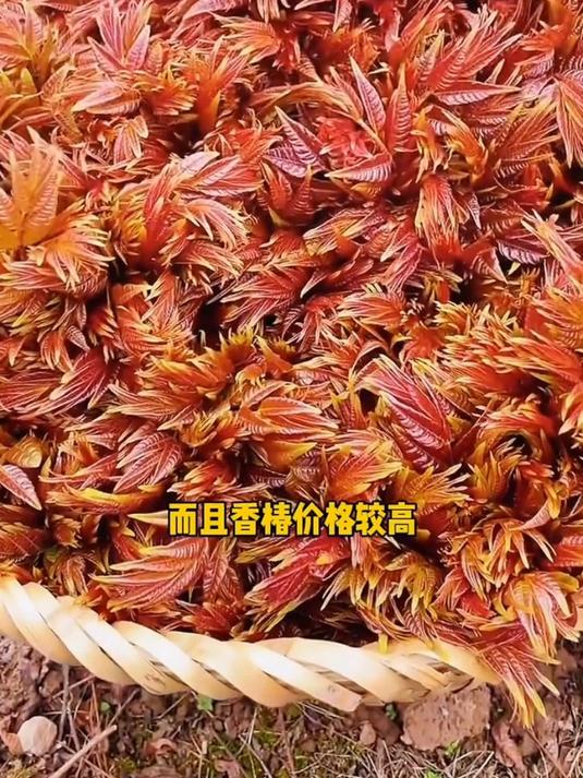 红油香椿既好吃又好种,耐寒市场价格高,营养赛过牛羊肉