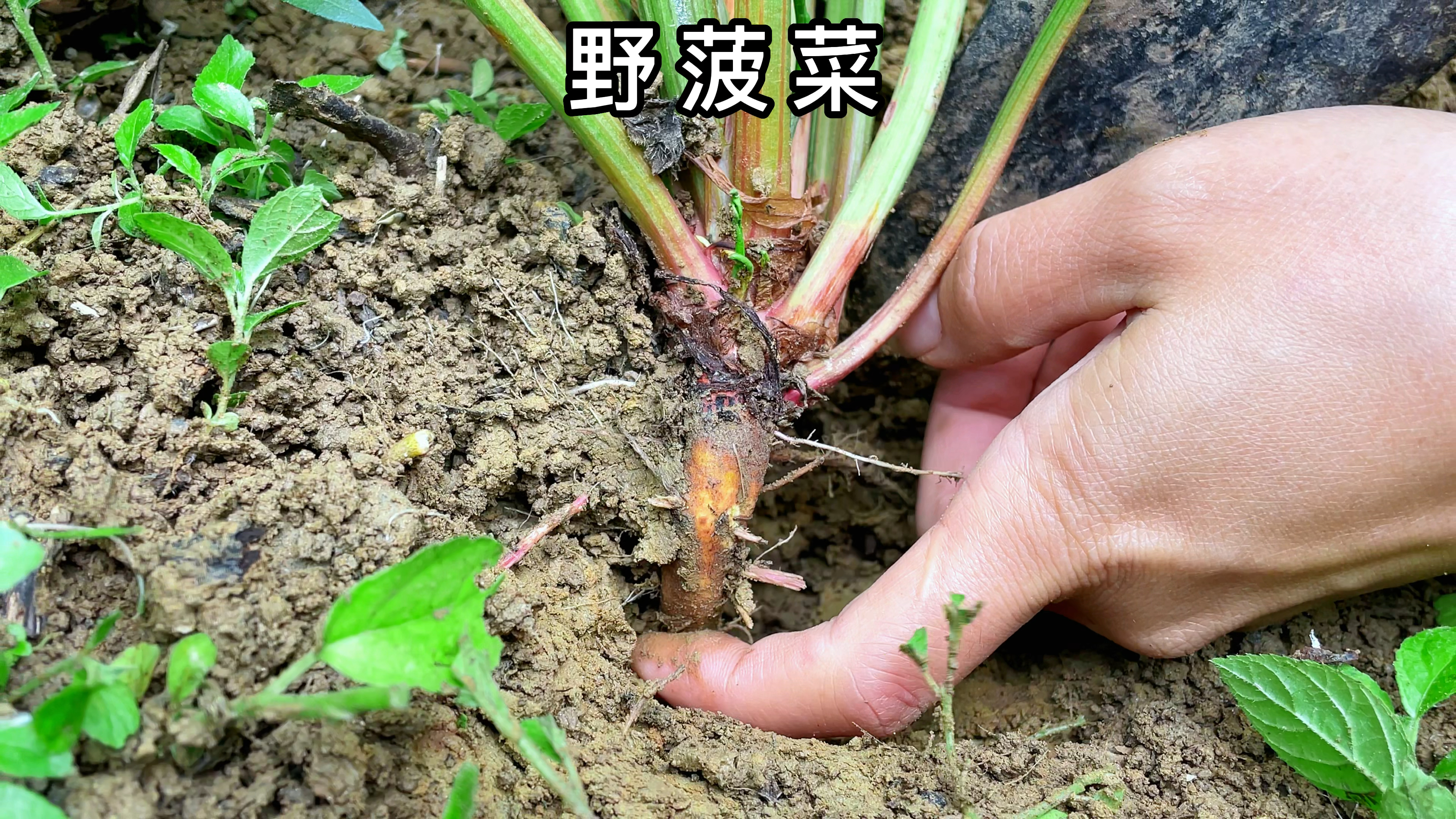 农村的野菠菜,又叫金不换,很少人了解它