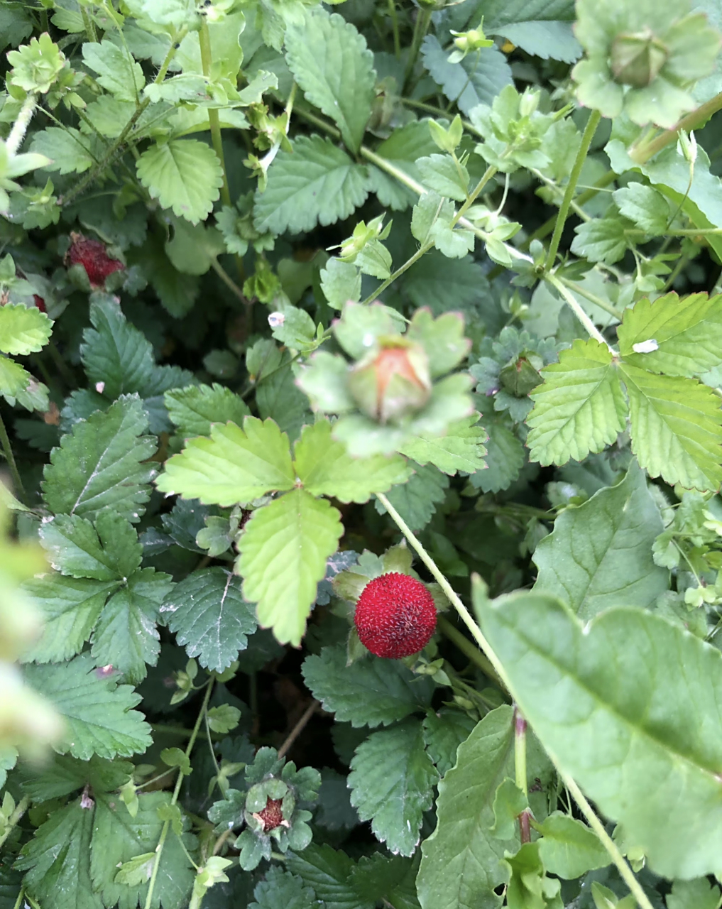 爬山遇到的,这是野生草莓吗?