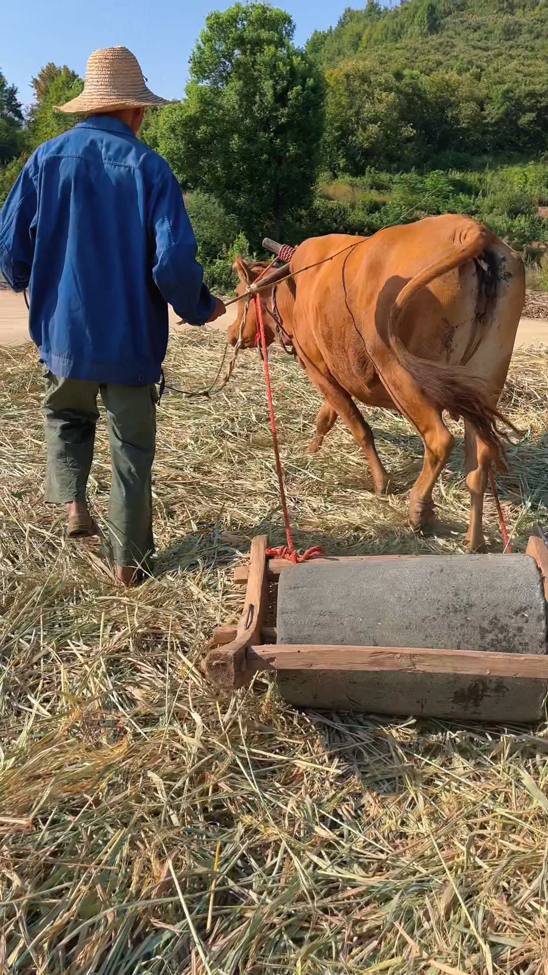 碾谷子,你有多久没有见到过这样打谷子了?-度小视