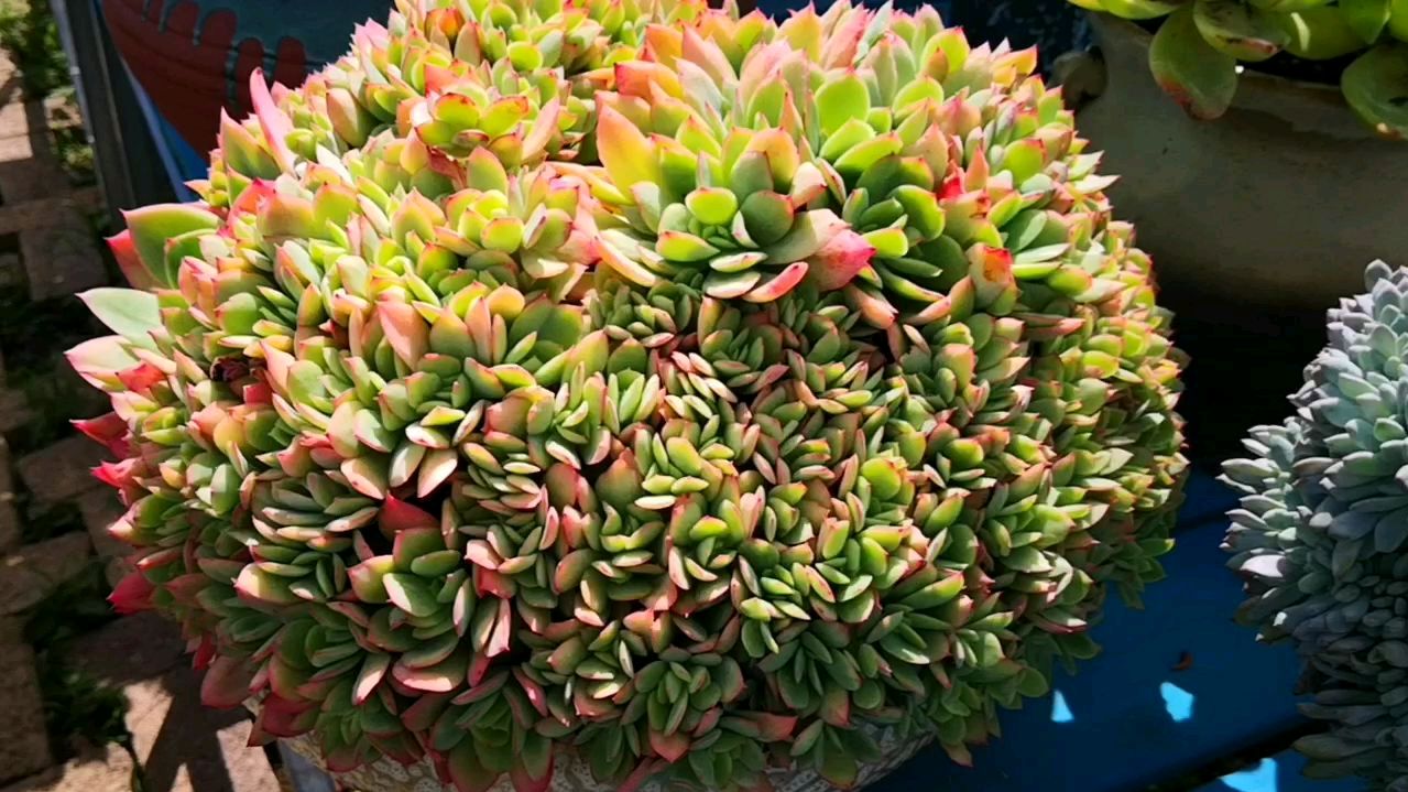 已经长成花球的绮罗缀化,红起来就更好看了!