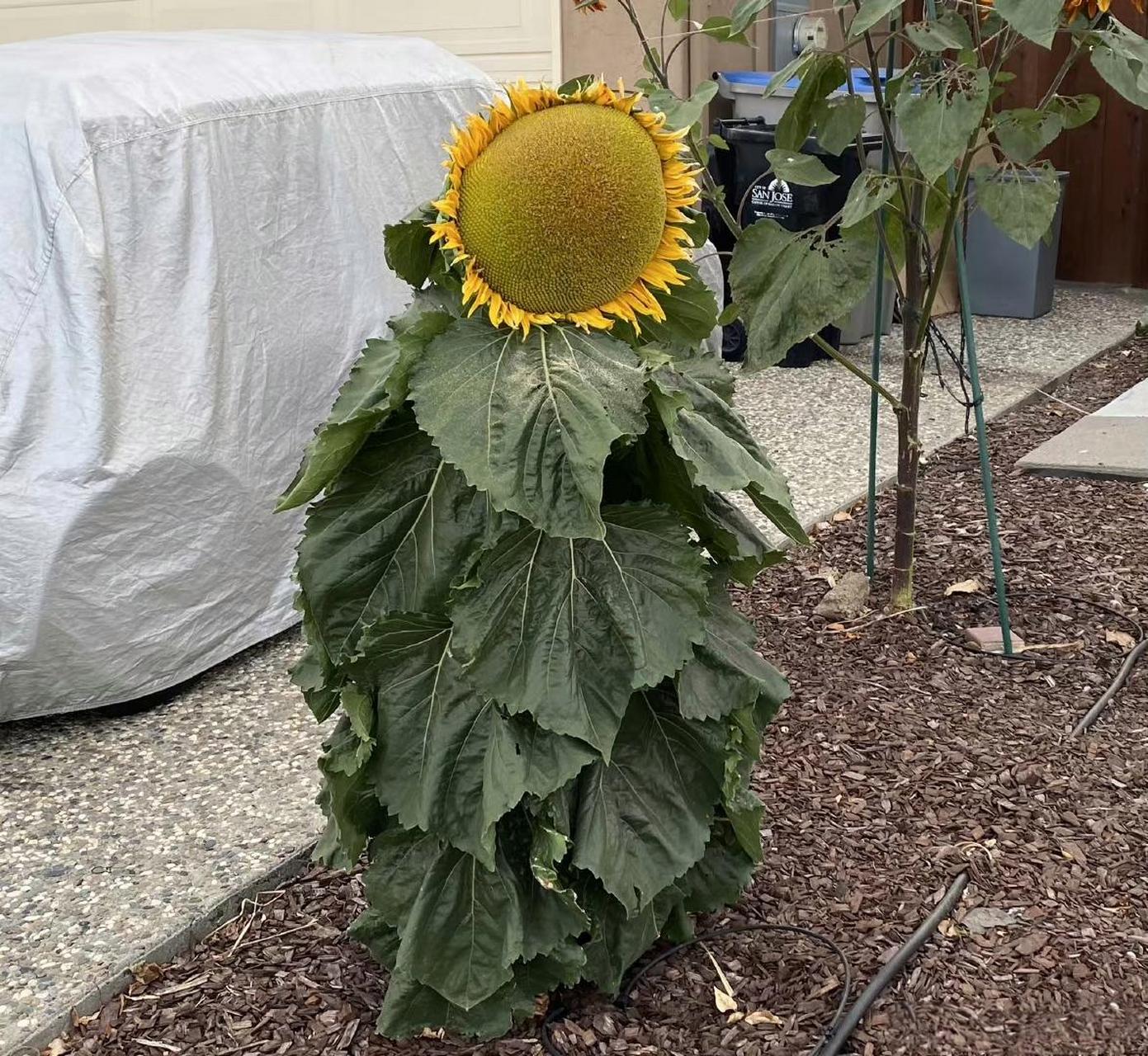 网友:散步途中遇到的好大的一朵向日葵.